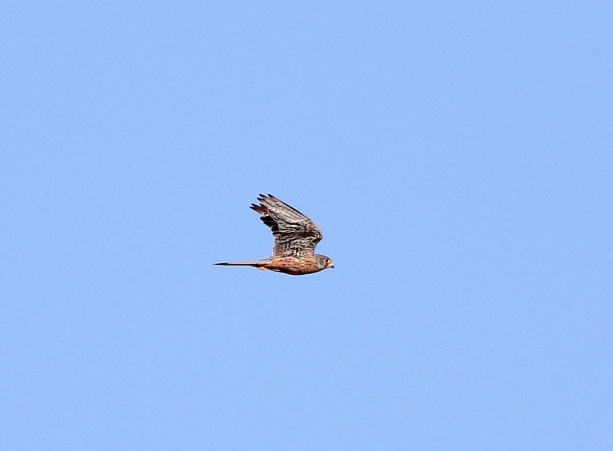 Eurasian Kestrel - ML603330731