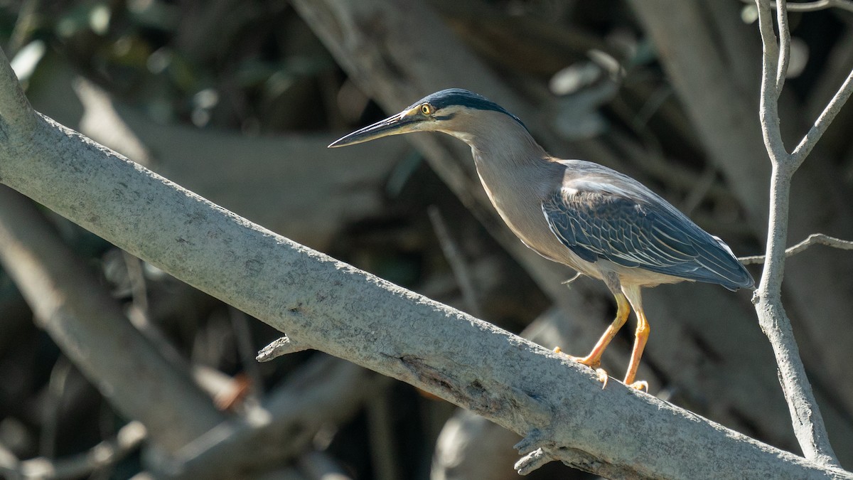 Striated Heron - ML603330741