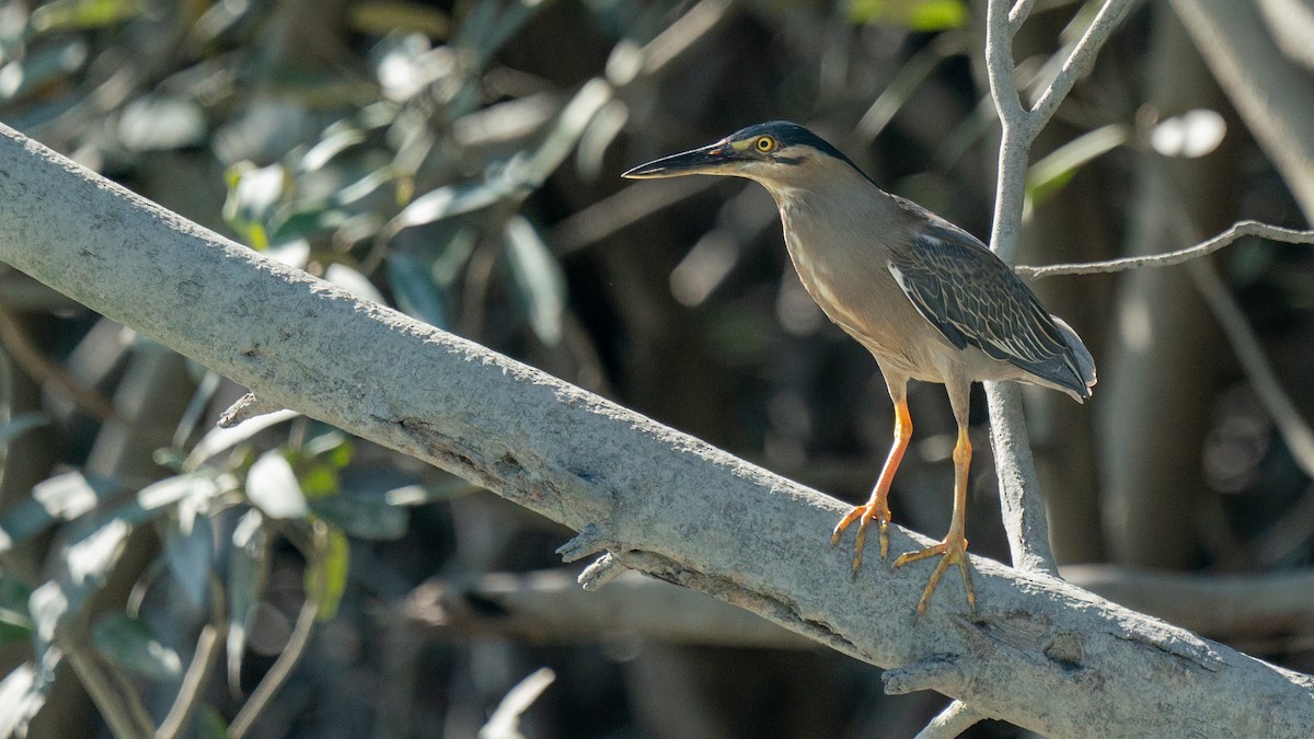 Striated Heron - ML603330771