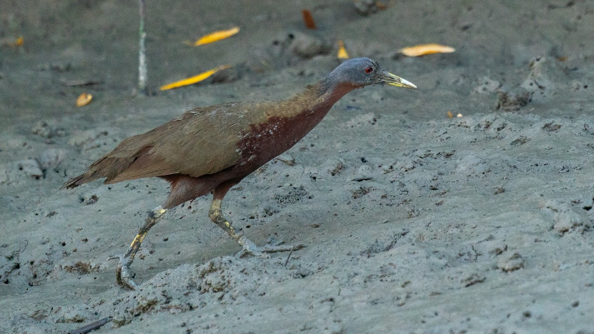 Chestnut Rail - ML603330851