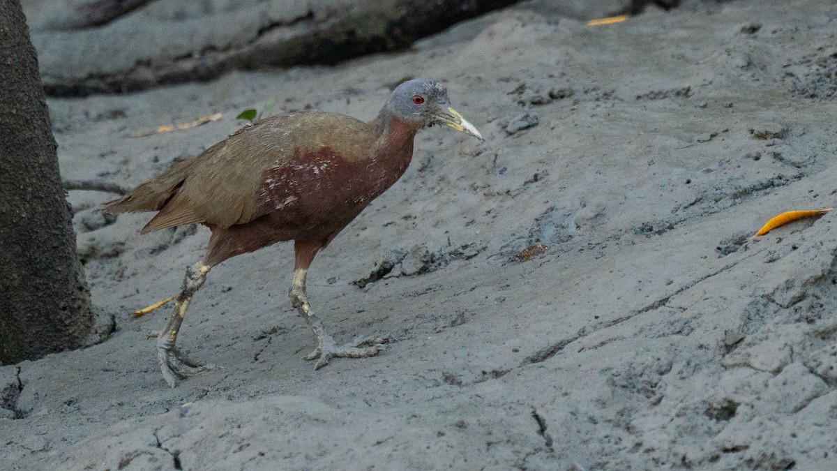 Chestnut Rail - ML603330881