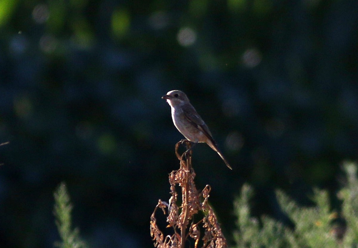 Woodchat Shrike - ML603332151