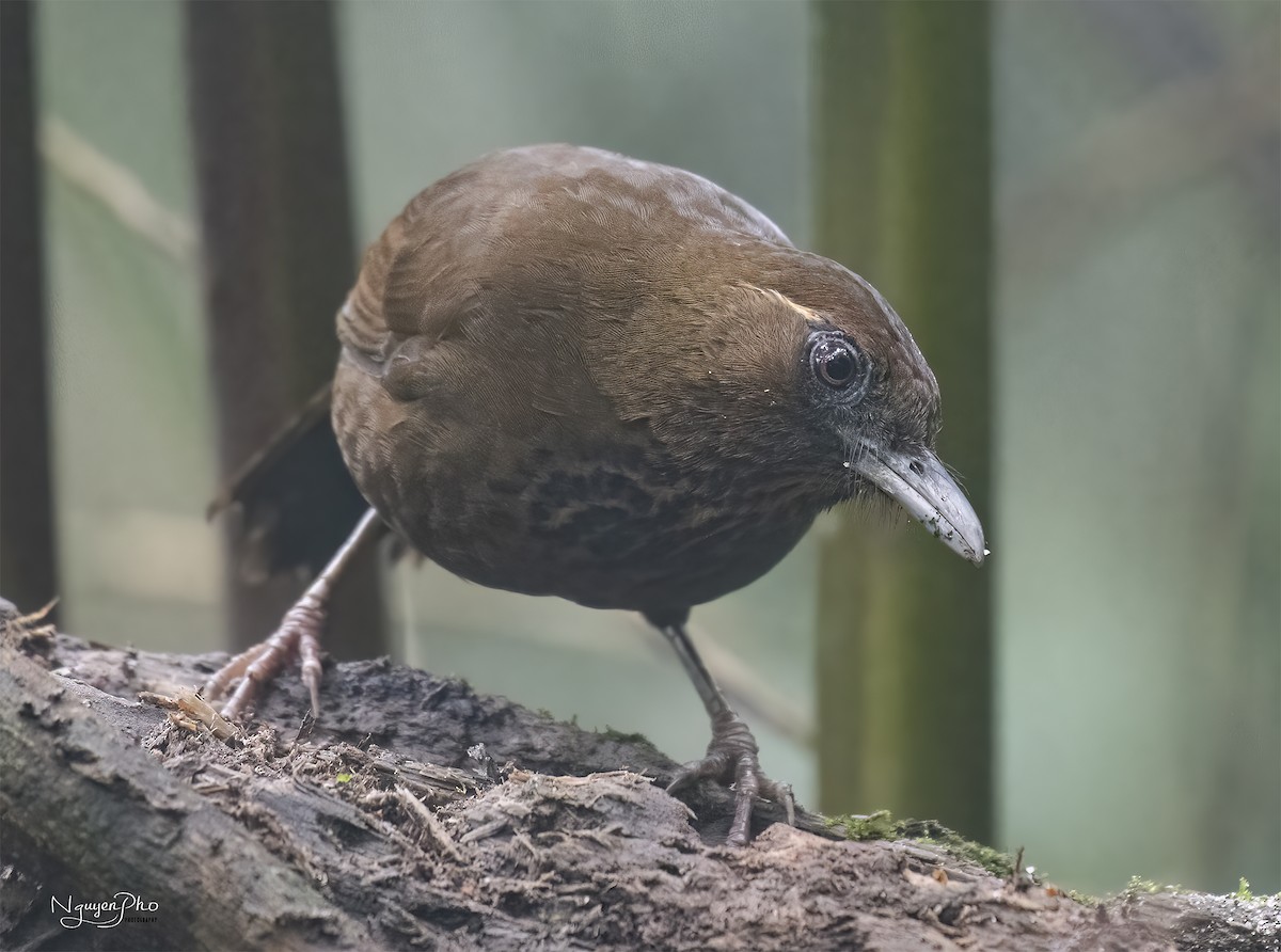 Spot-breasted Laughingthrush - ML603333371
