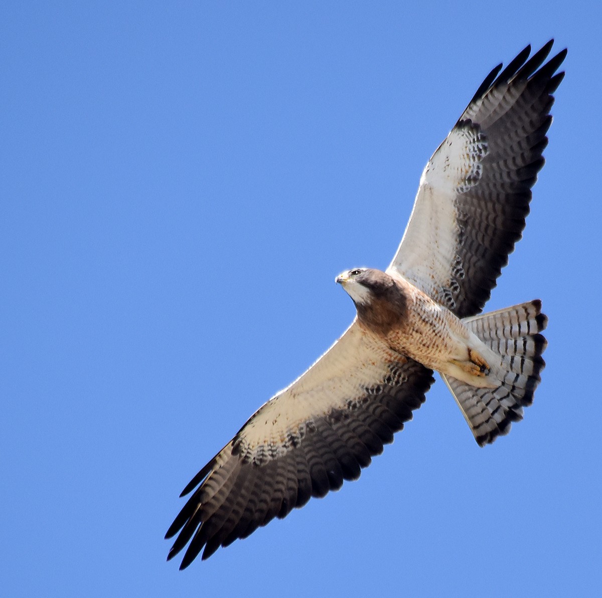 Swainson's Hawk - Steven Mlodinow