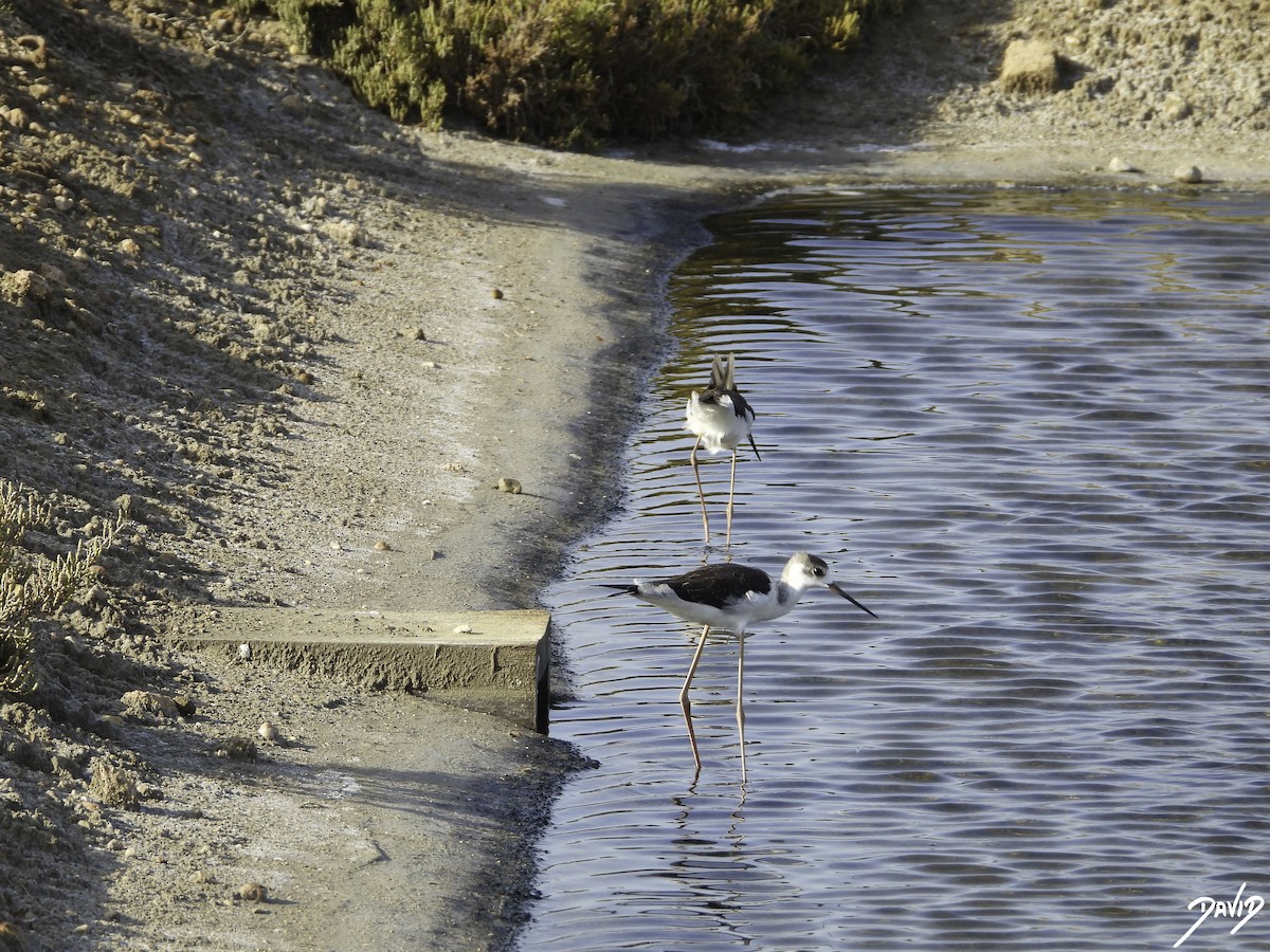 Black-winged Stilt - ML603333791