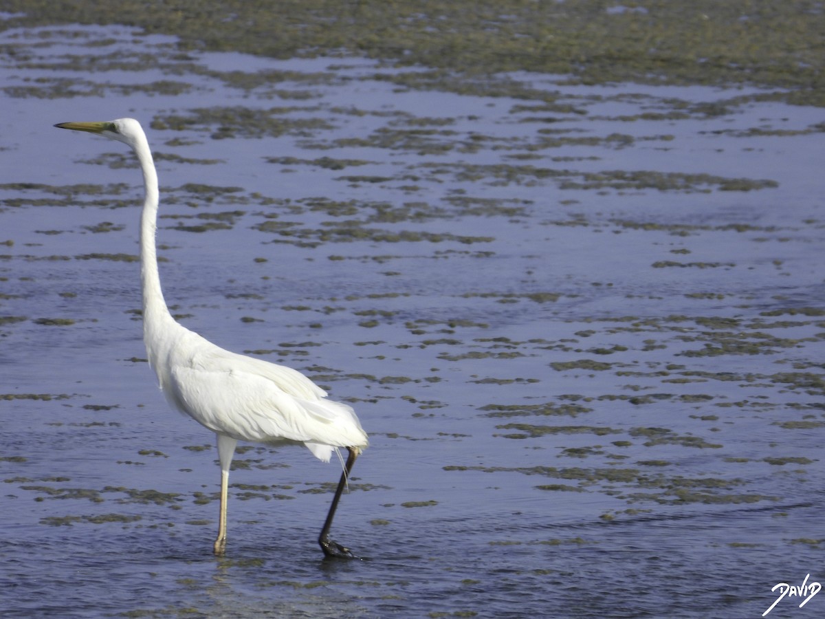 Great Egret - ML603333821