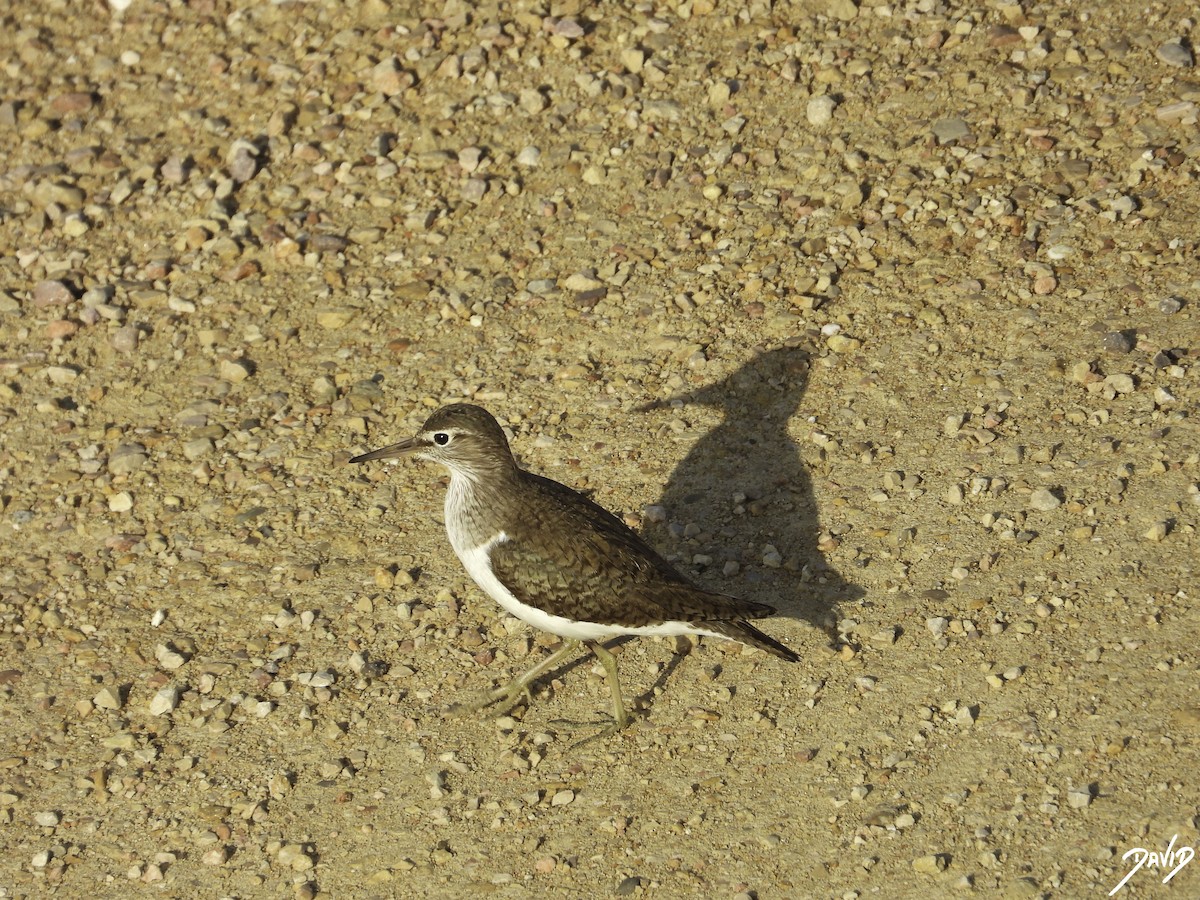 Common Sandpiper - ML603333921