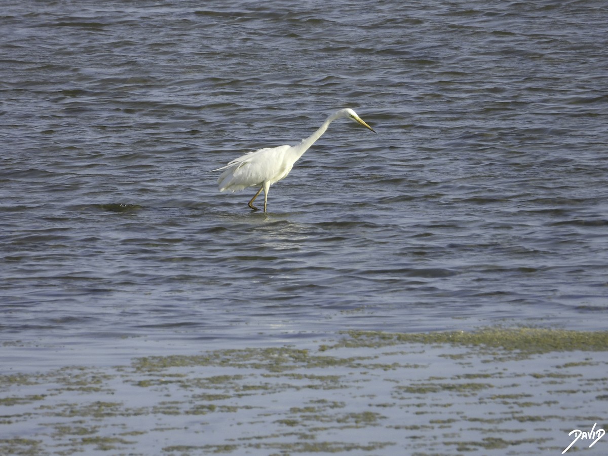 Great Egret - ML603333971