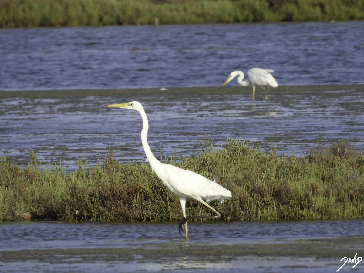 Great Egret - ML603333981