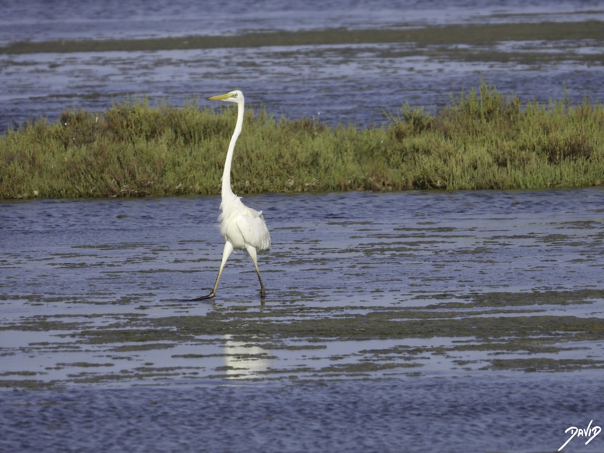 Great Egret - ML603333991