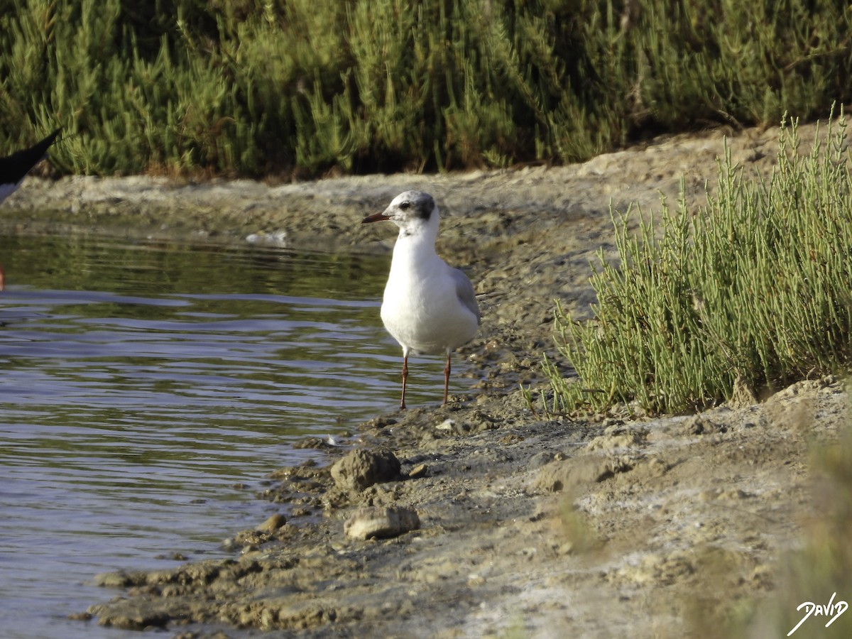 Black-headed Gull - ML603334251