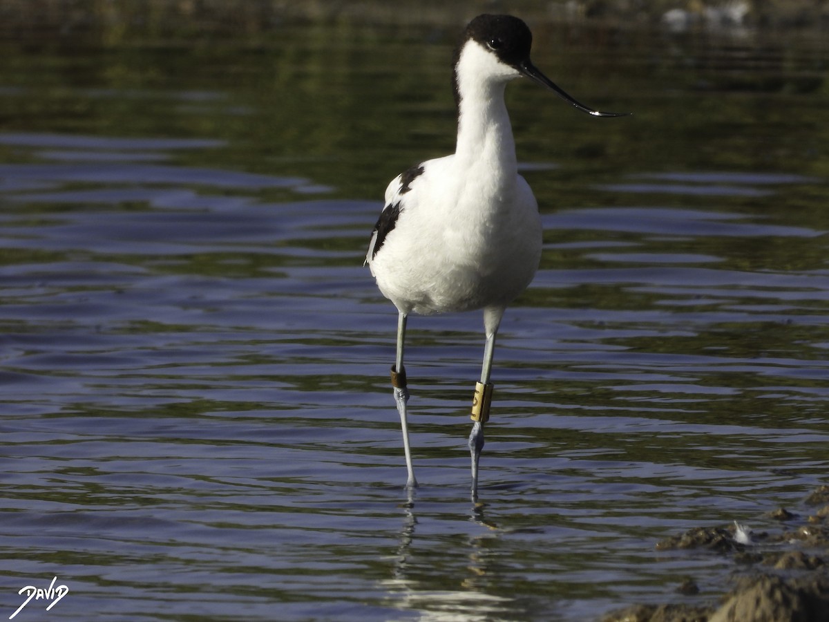 Pied Avocet - ML603334271