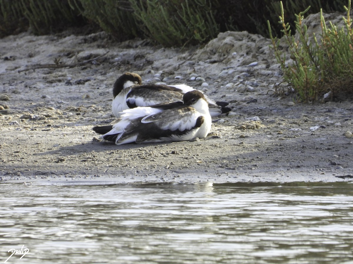 Pied Avocet - ML603334291