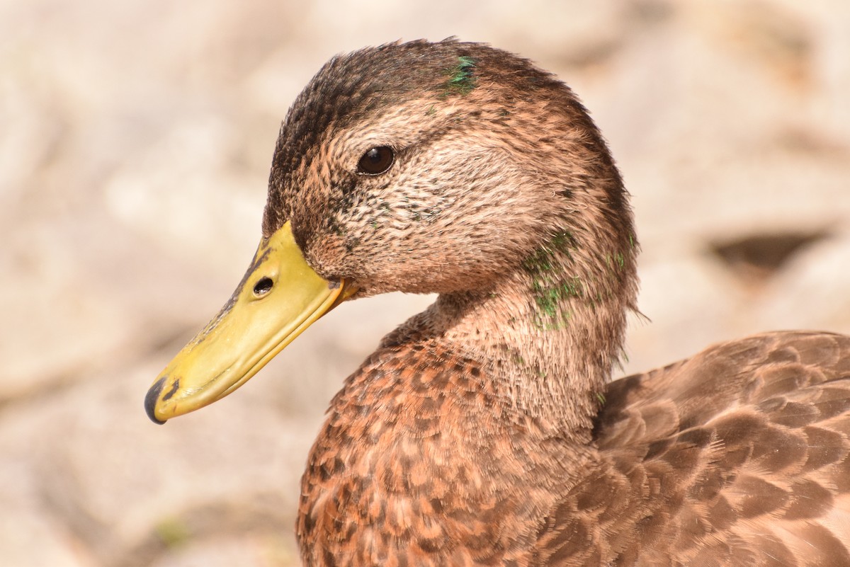 Mallard - Chris Blomme