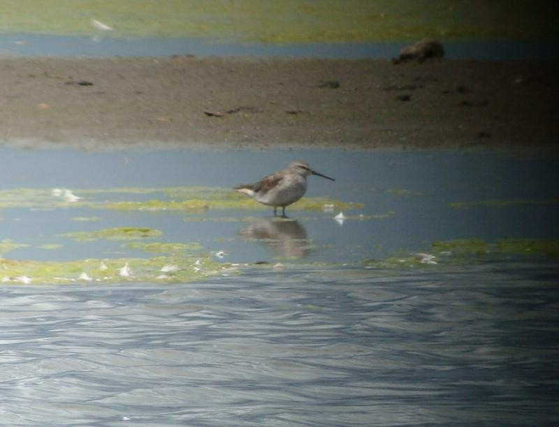 Stilt Sandpiper - ML603334501