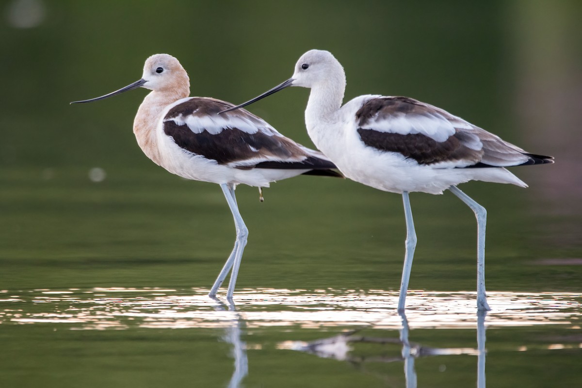 American Avocet - ML603335101