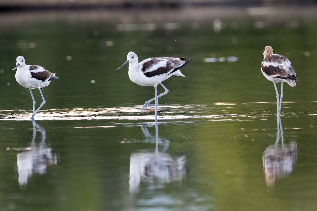 American Avocet - ML603335111