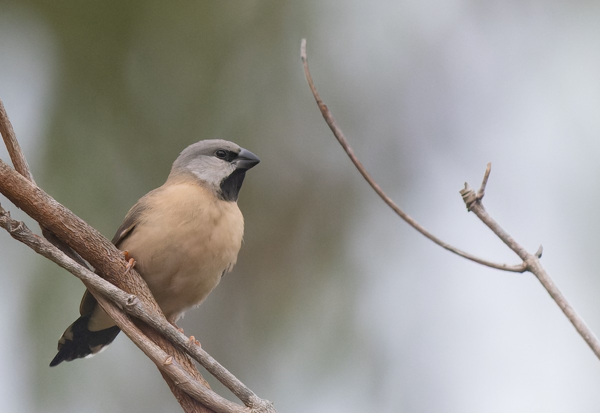 Long-tailed Finch - ML603335391