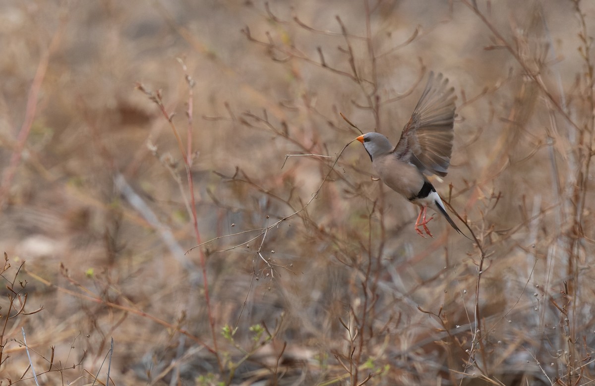 Long-tailed Finch - ML603335421