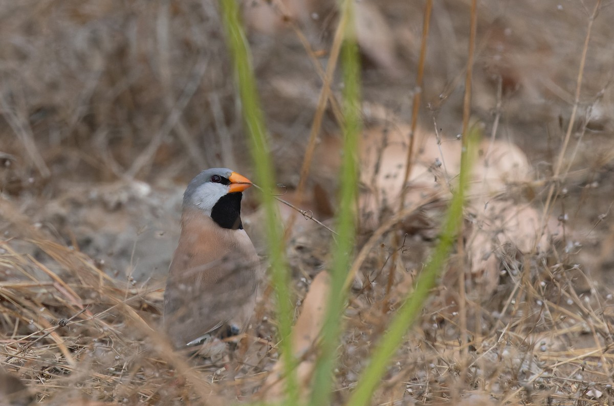 Long-tailed Finch - ML603335501