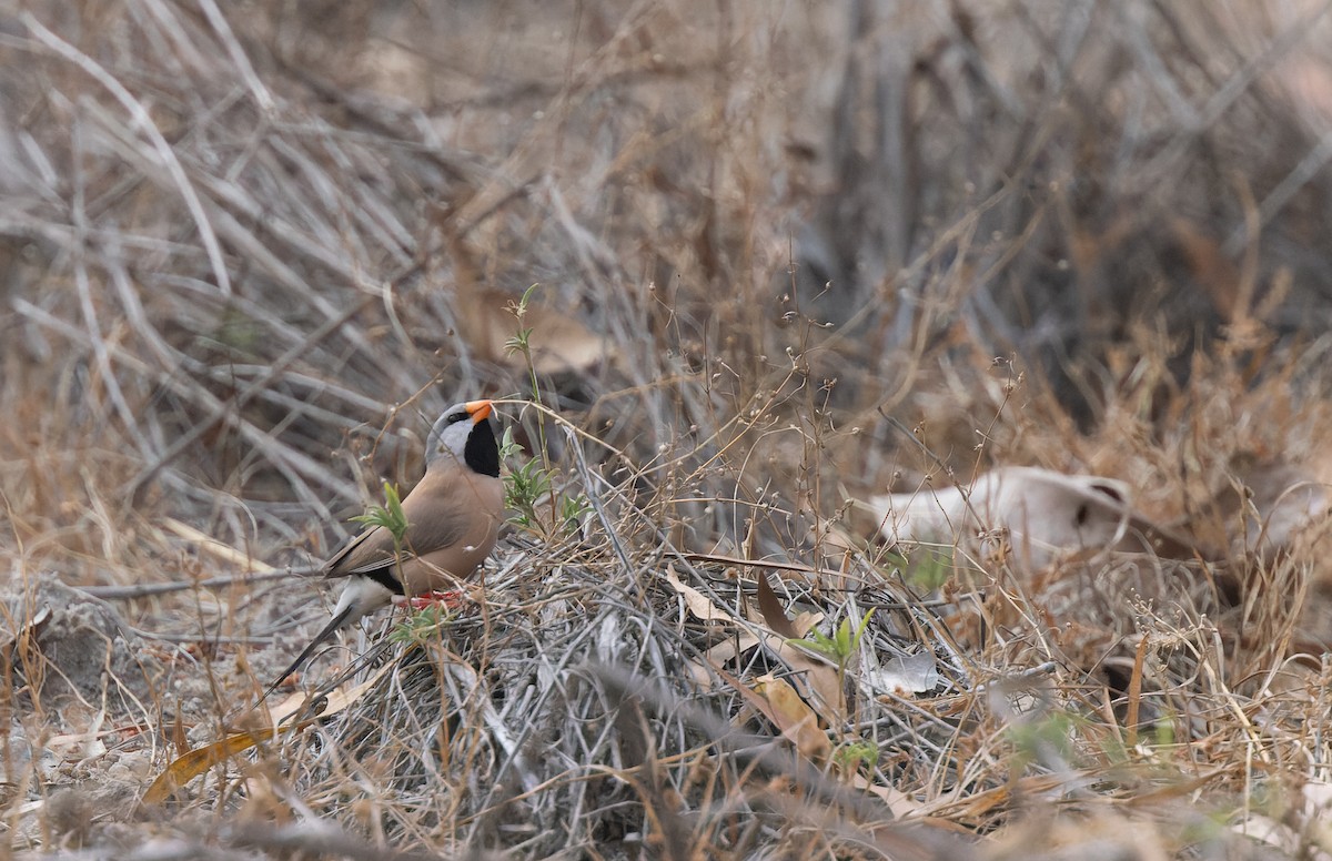 Long-tailed Finch - ML603335541