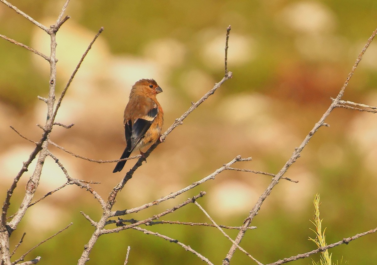 Eurasian Bullfinch - ML603335551