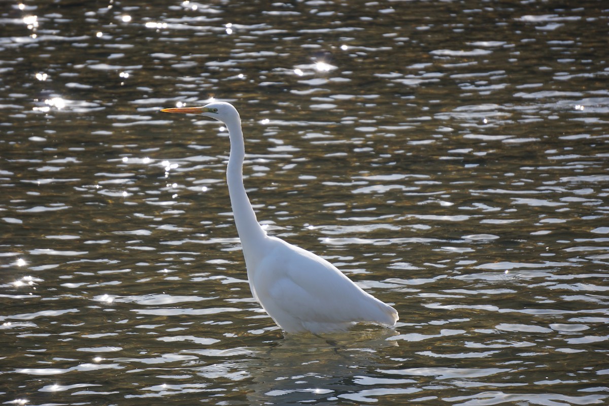 Great Egret - ML603335951