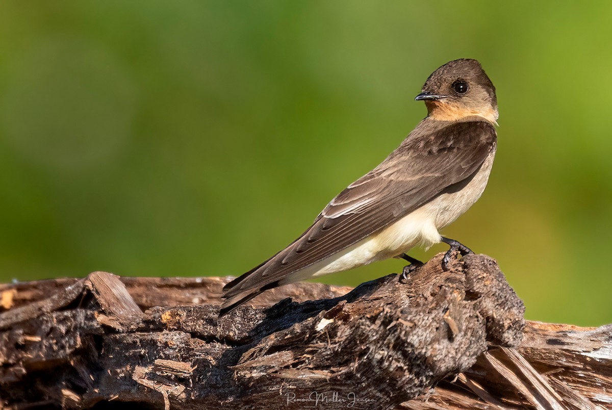 Golondrina Gorjirrufa - ML603337061