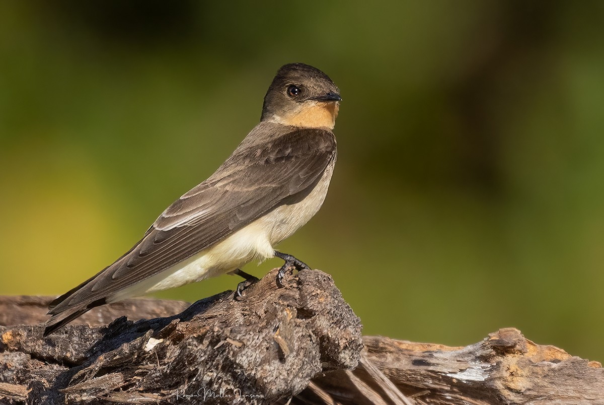 Southern Rough-winged Swallow - ML603337071