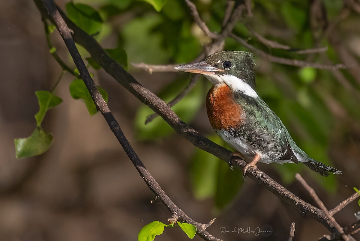 Green Kingfisher - Ramón  Moller Jensen