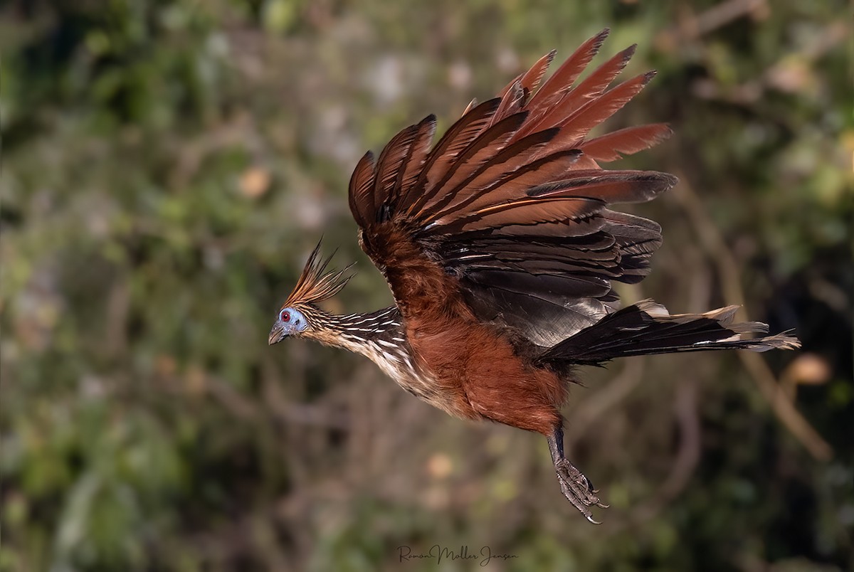 Hoatzin - Ramón  Moller Jensen