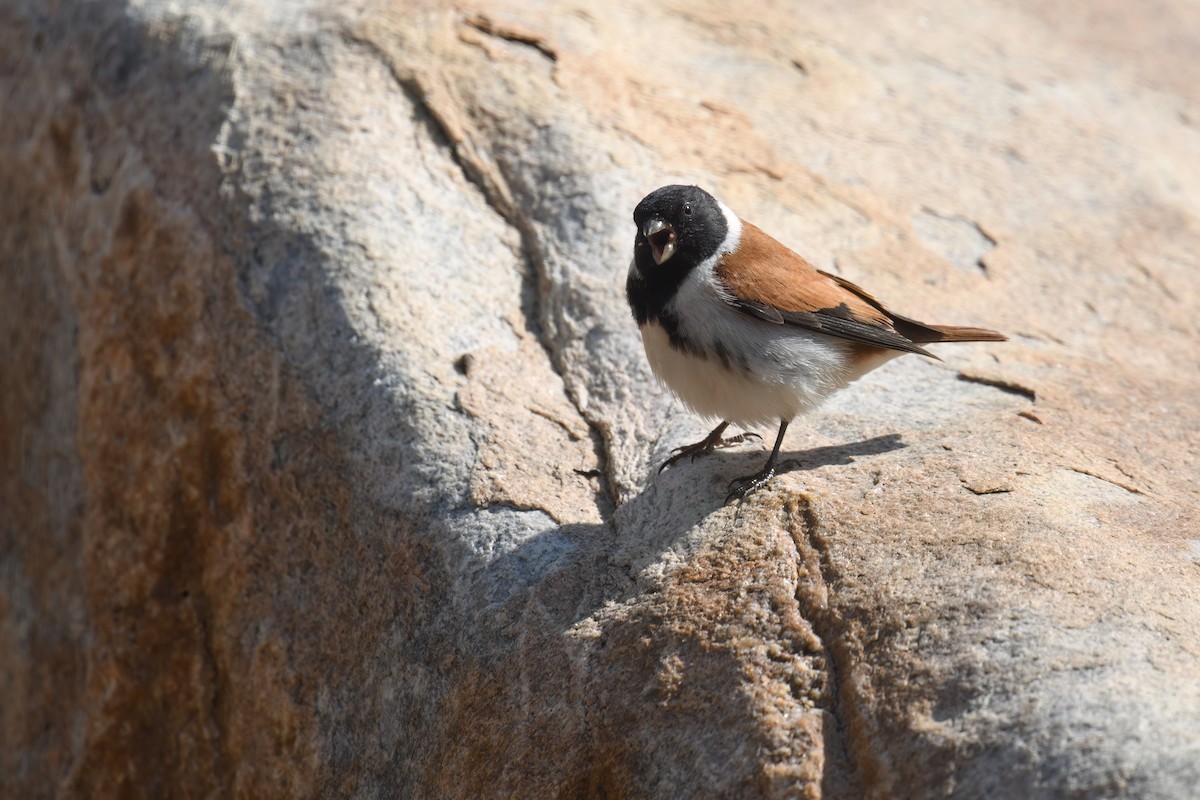 Black-headed Canary - Regard Van Dyk