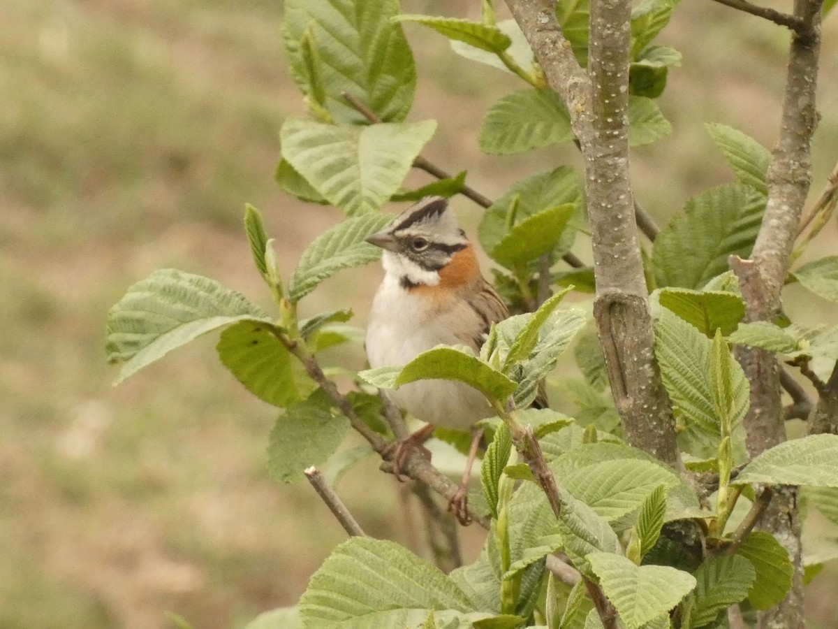 Rufous-collared Sparrow - ML603341931