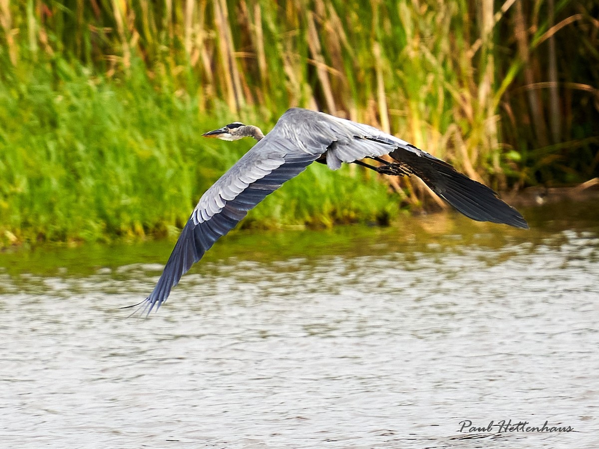 Great Blue Heron - ML603342451