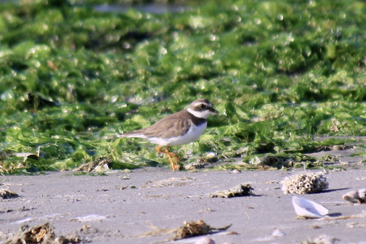Semipalmated Plover - ML603342601