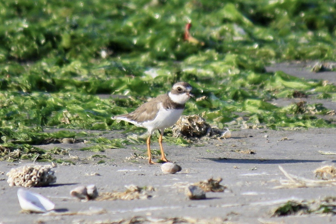 Semipalmated Plover - ML603342621