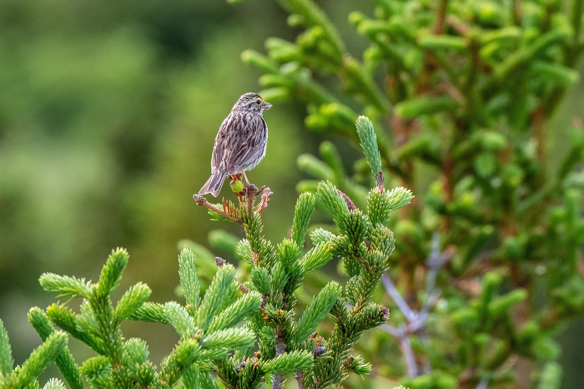 Savannah Sparrow - ML603343211