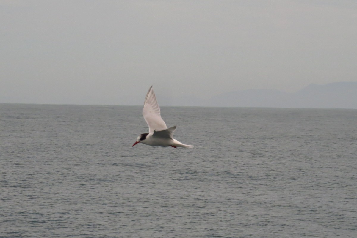 Falklandseeschwalbe - ML603343431