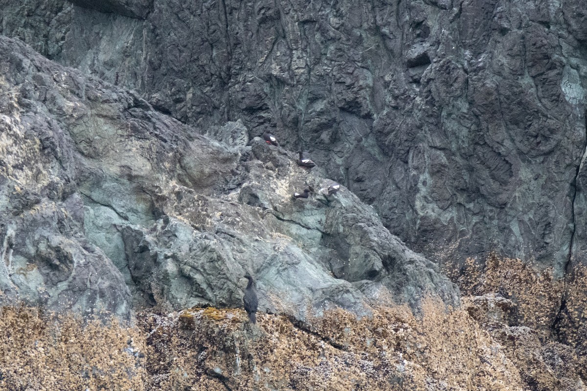 Pigeon Guillemot - ML603343991