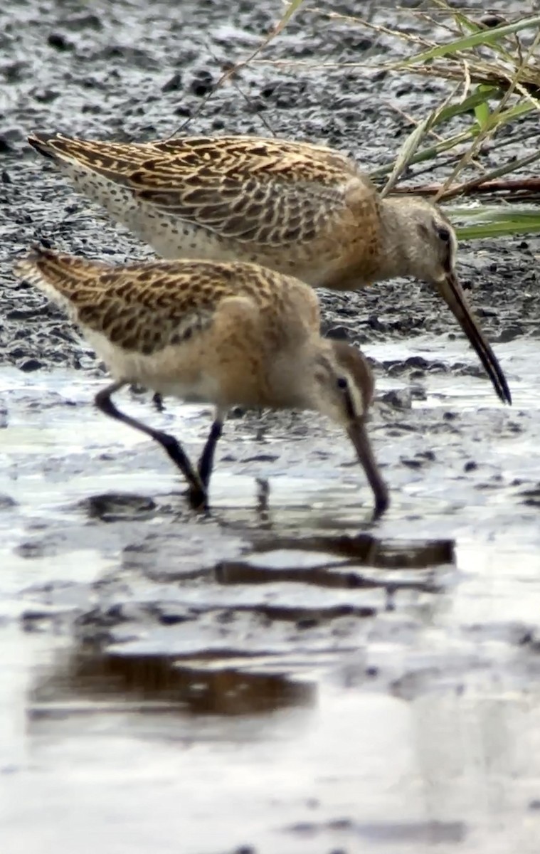Short-billed Dowitcher - Soule Mary