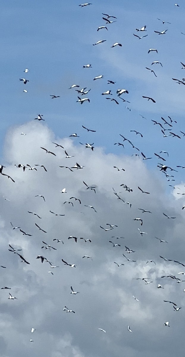 Wood Stork - Soule Mary