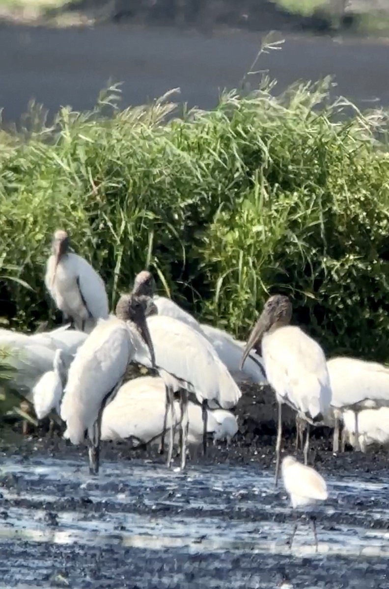 Wood Stork - ML603344421