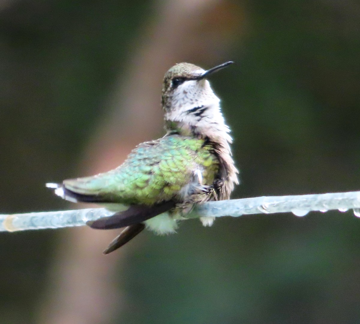 Colibri à gorge rubis - ML603344901