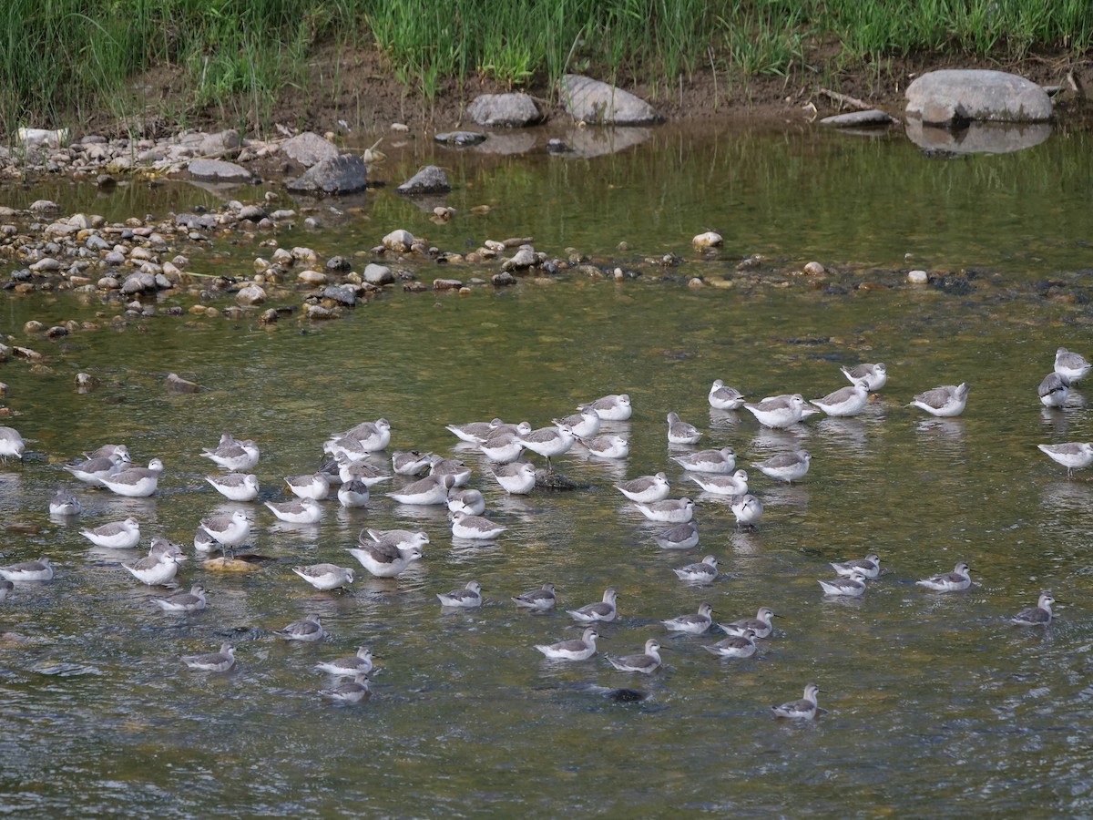 Wilson's Phalarope - ML603345521