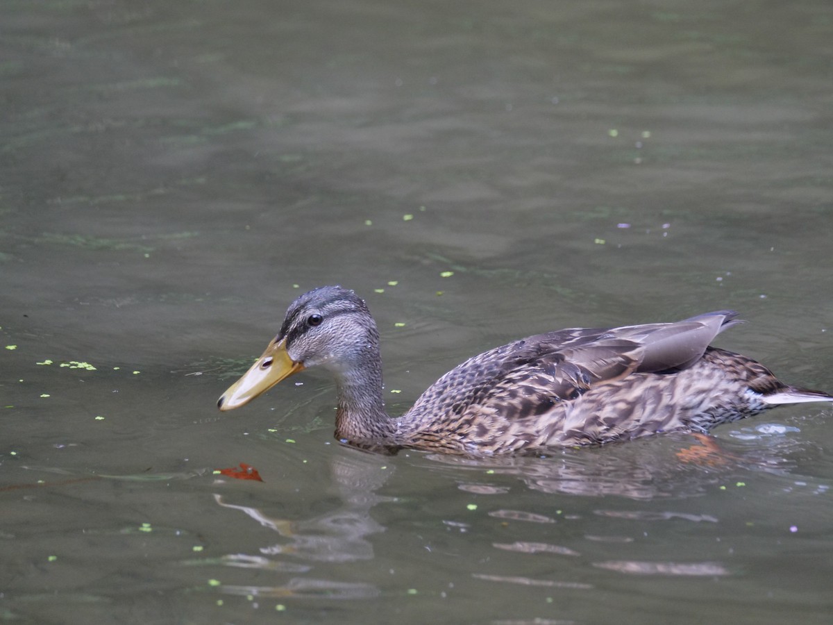 Mallard - Hiroyuki Tamura