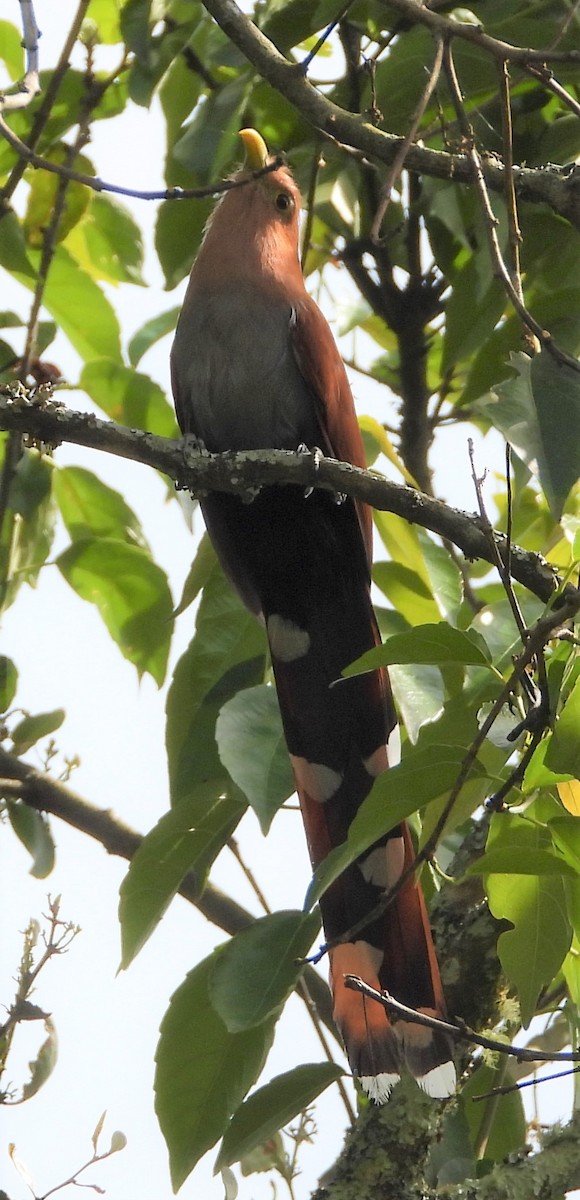 Squirrel Cuckoo - ML603347051