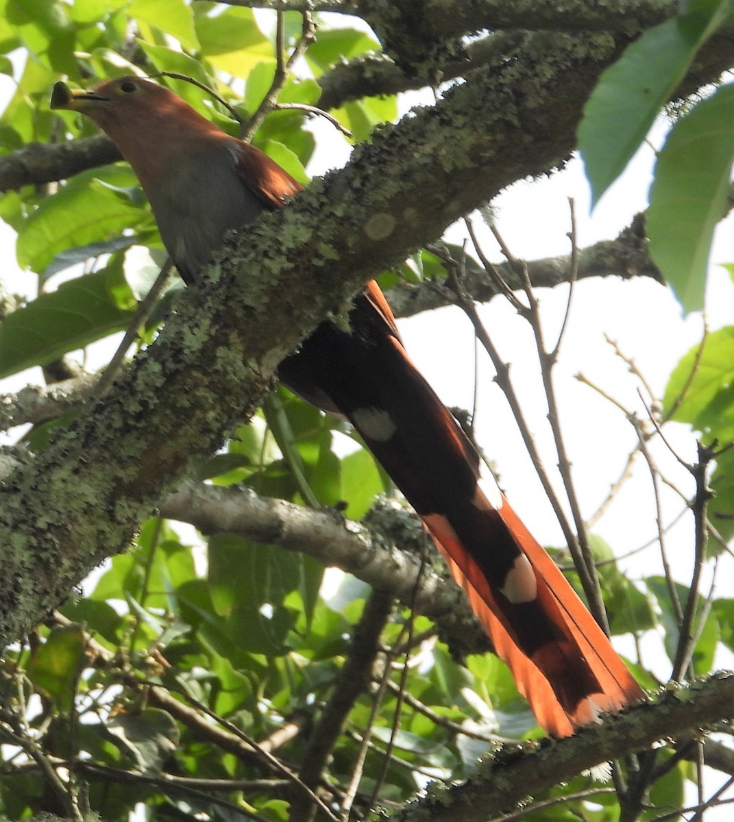 Squirrel Cuckoo - ML603347071