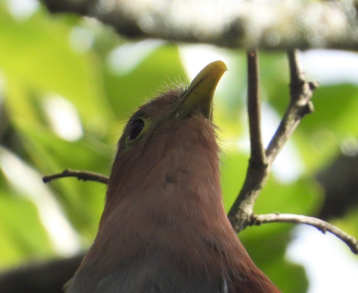 Squirrel Cuckoo - ML603347091