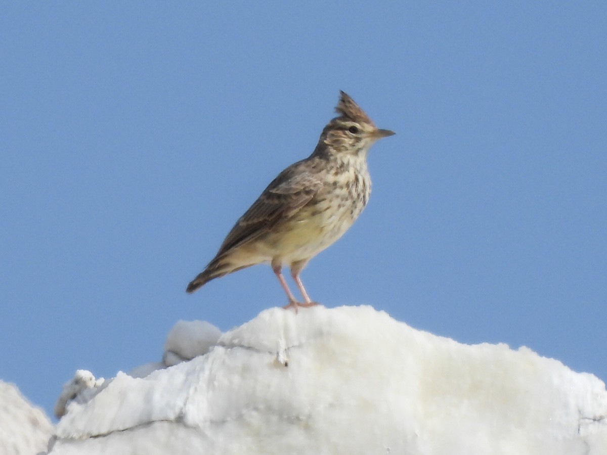 Cochevis de Thékla - ML603348331