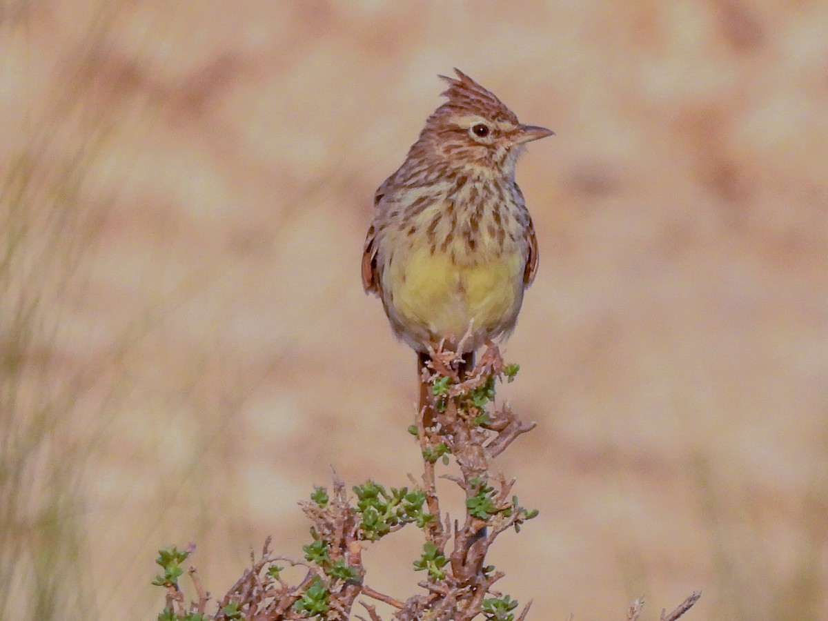 Thekla's Lark - José Ramón Martínez